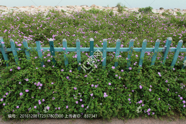 欄桿花朵