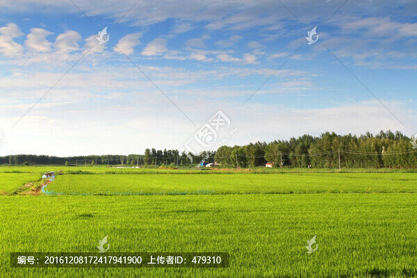 水稻,水稻田,稻田,稻子,田野