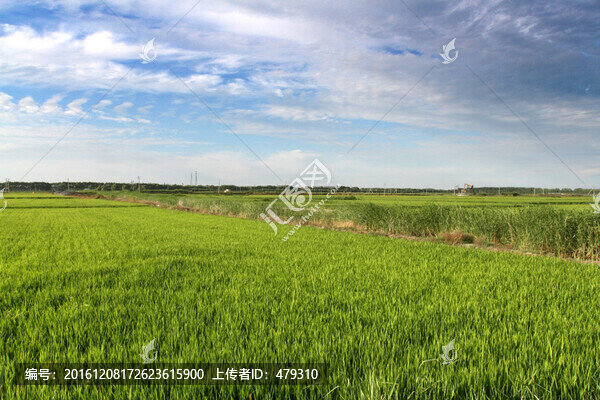 水稻,水稻田,稻田