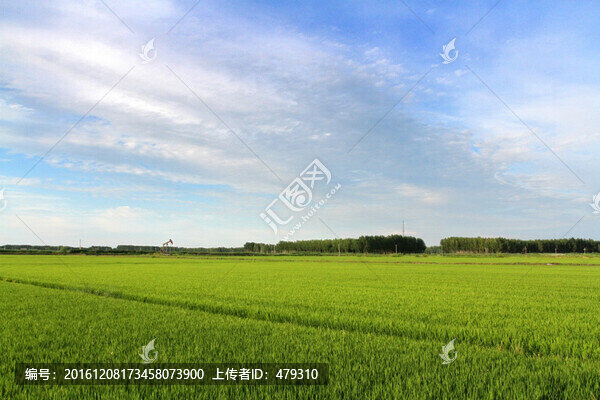 水稻,水稻田,稻田