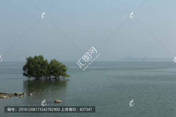 海邊一棵樹