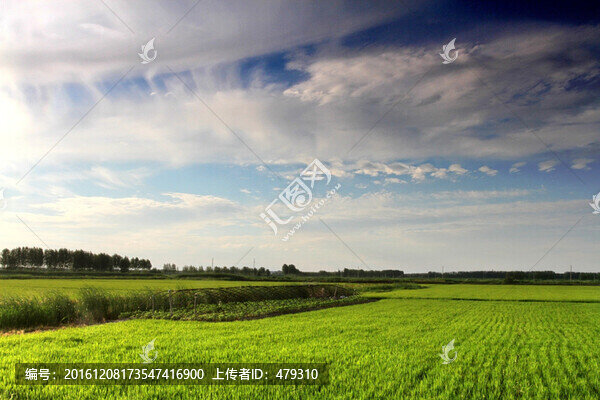 水稻,水稻田,稻田,稻子