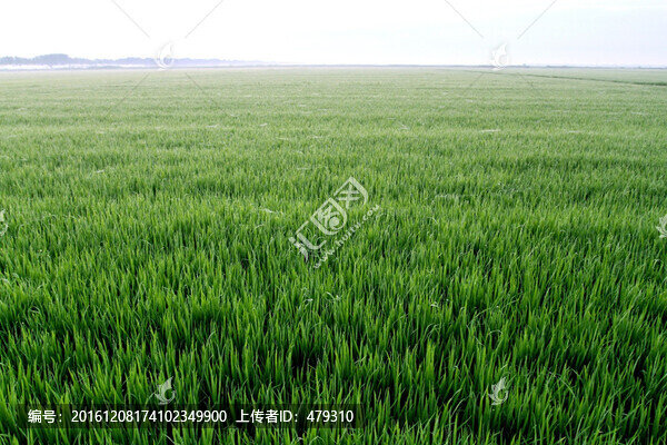 水稻,水稻田,稻田,稻子,田野