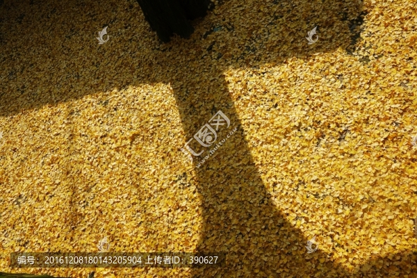 滿地銀杏葉