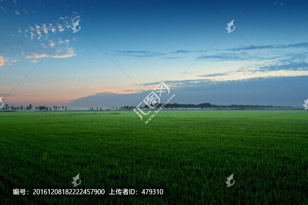 水稻,水稻田,稻田