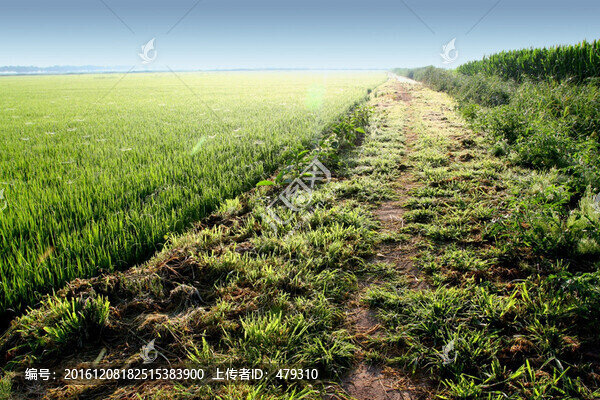 草地,草原,小路