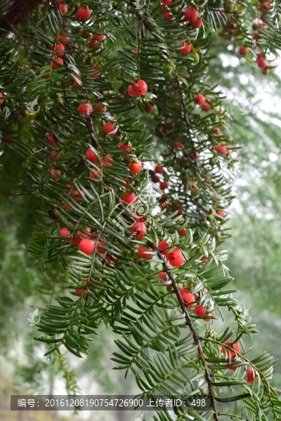 紅豆杉