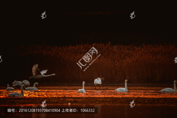 山東,榮成,大天鵝,遷徙,伴侶