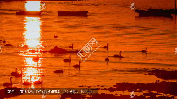 山東,榮成,大天鵝,遷徙,伴侶