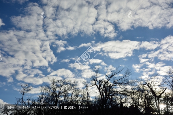 大樹剪影