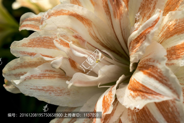 花卉