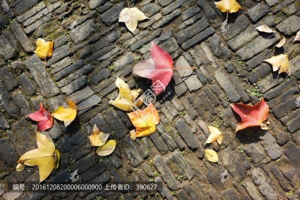 青磚地上的落葉