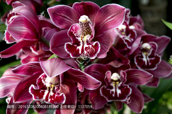 花卉