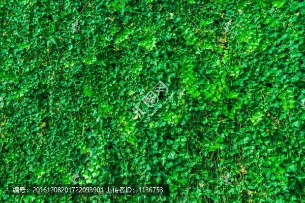 植物墻