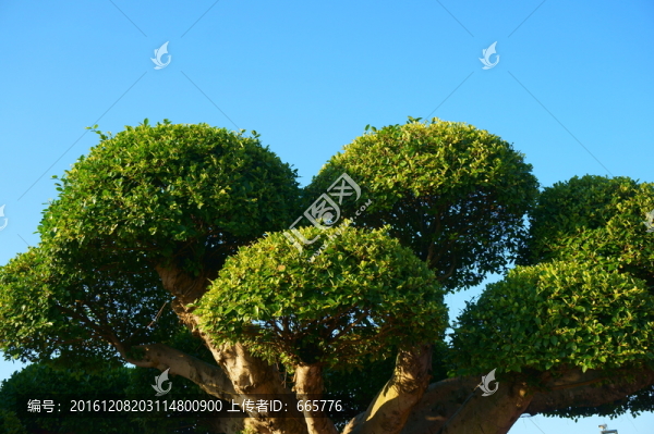 榕樹
