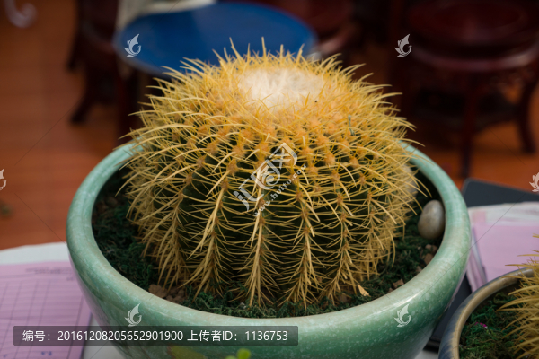 仙人球