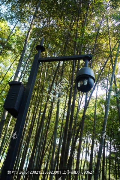 竹林?jǐn)z像頭