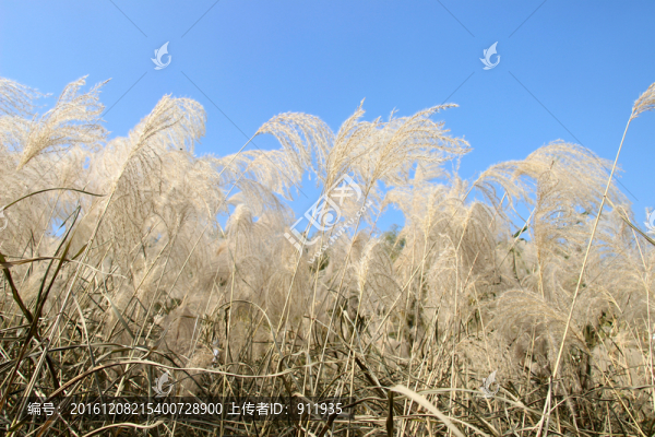 蘆葦