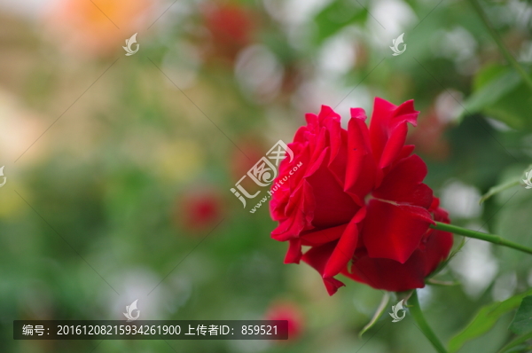 一朵月季花