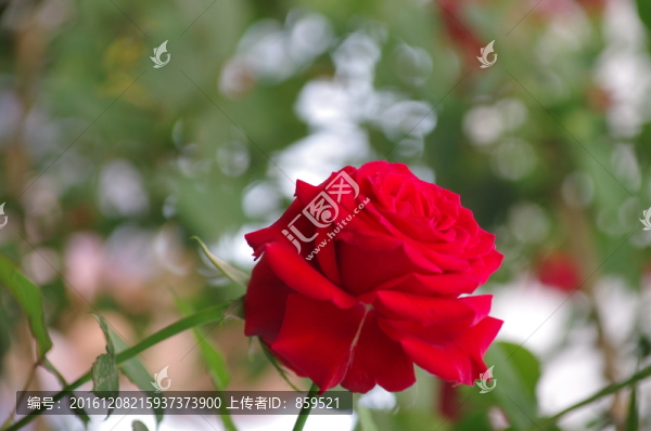 紅色月季花