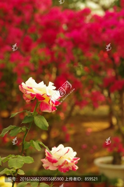 兩朵月季花