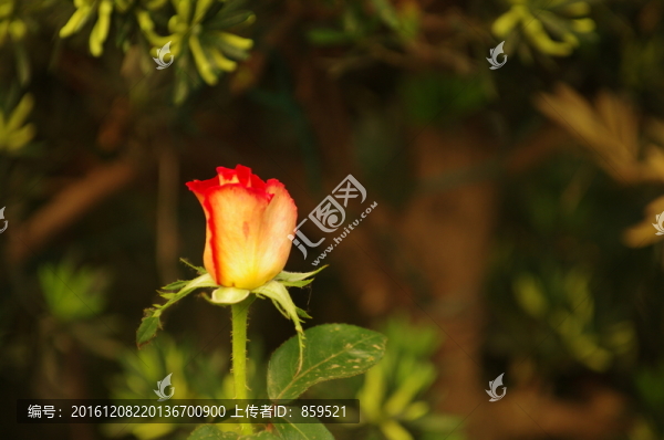 月季花特寫