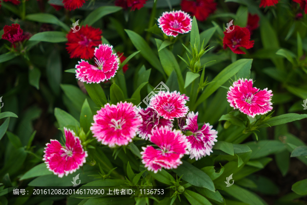石竹花
