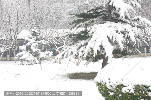 下雪的公園