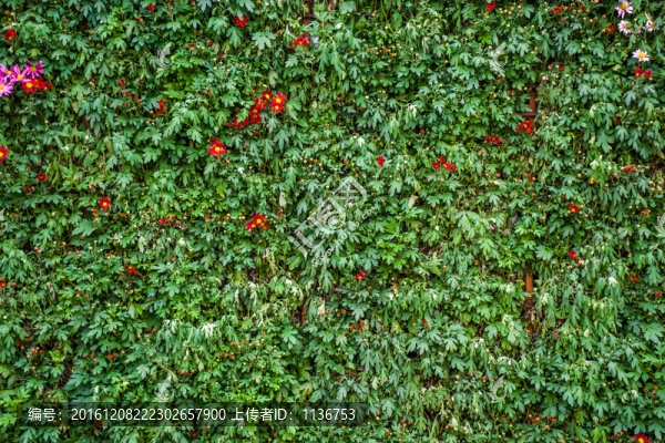植物墻,花草造型