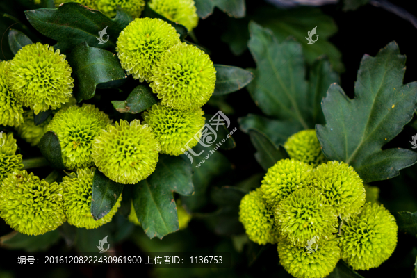菊花展,綠色菊花