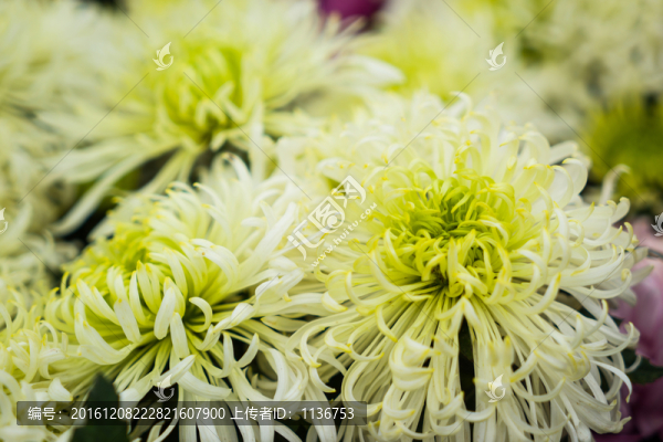 菊花展