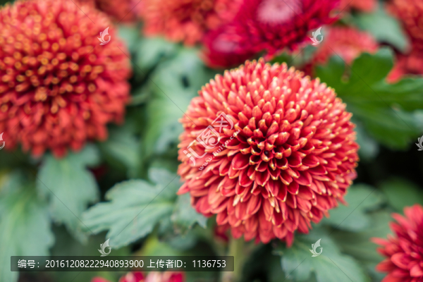 菊花素材