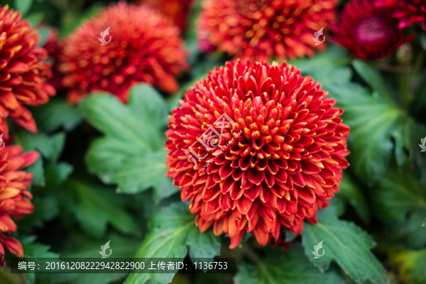 菊花素材