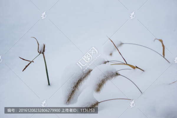 冬雪