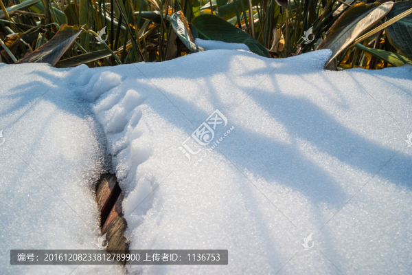 湖邊雪地