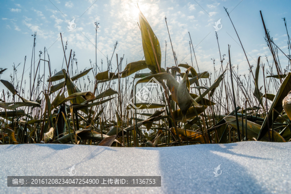 湖邊雪地