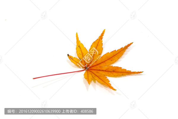 紅楓葉寫真,楓葉特寫