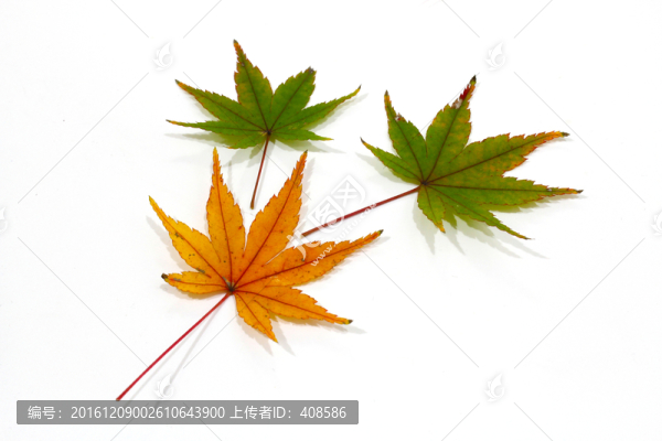 紅楓葉寫真,楓葉特寫