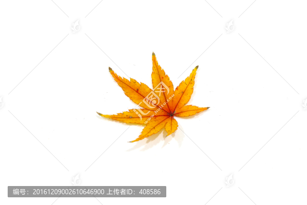 紅楓葉寫真,楓葉特寫