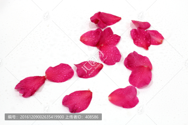 茶花寫真,花瓣水珠