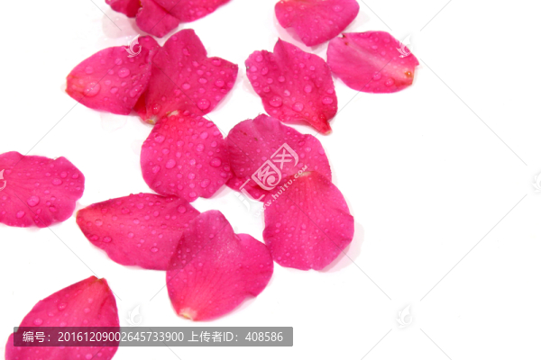 茶花寫真,花瓣水珠