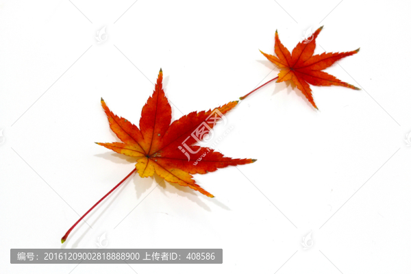 紅楓葉寫真,楓葉特寫