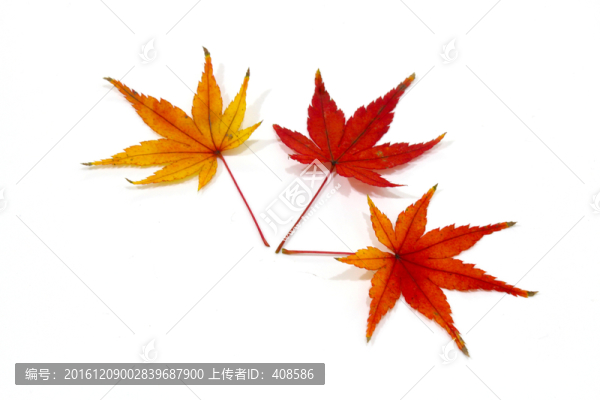 紅楓葉寫(xiě)真,楓葉特寫(xiě)