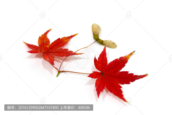 紅楓葉寫真,楓葉特寫