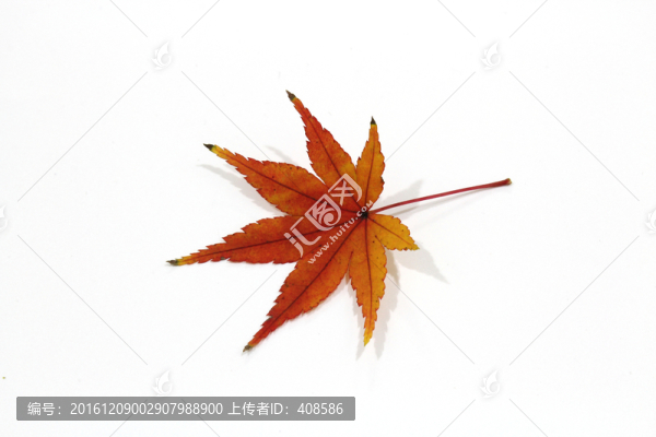 紅楓葉寫真,楓葉特寫