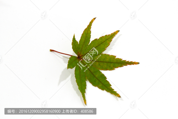 紅楓葉寫真,楓葉特寫