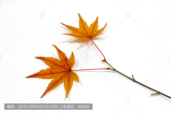 紅楓葉寫真,楓葉特寫