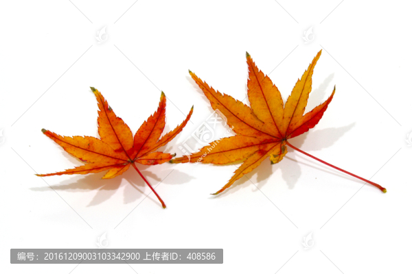 紅楓葉寫真,楓葉特寫