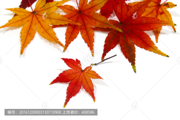 紅楓葉寫真,楓葉特寫