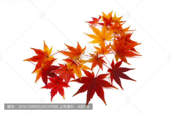 紅楓葉寫真,楓葉特寫